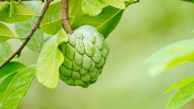 Exotische Reiseziele: Versteckte Schätze abseits der Massen